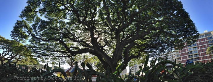 Punahou Tree